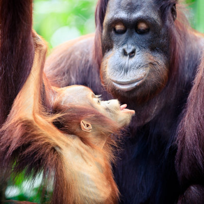 Orangutan Mother With Baby by FredFroese - Wrapped Canvas Print