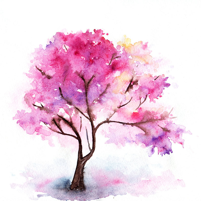 Watercolor Single Pink Cherry Sakura Tree Isolated by Silmairel - Wrapped Canvas Print, 51cm H x 51cm W x 3.8cm D