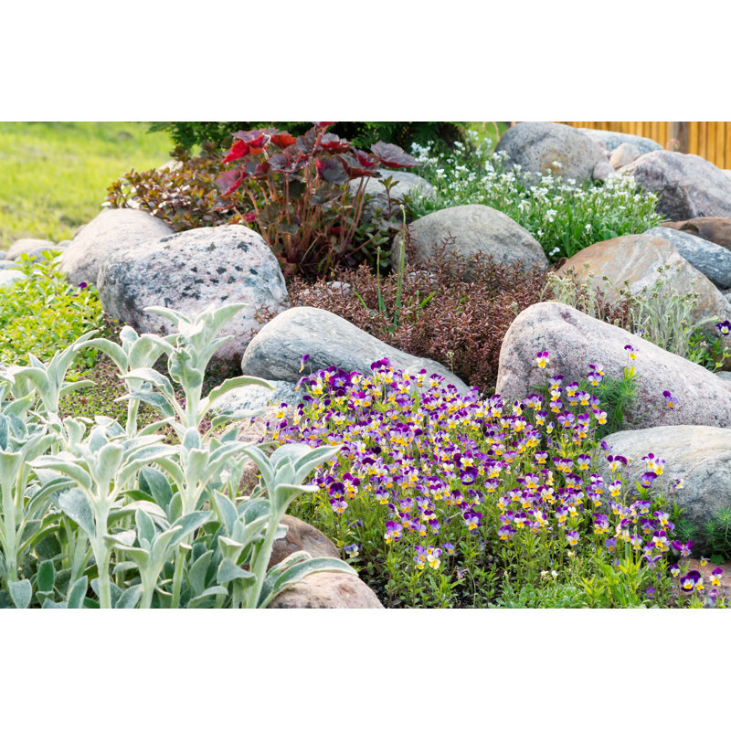 Blooming Violets by Galina Sandalova - Wrapped Canvas Print, 61cm H x 91cm W x 3.8cm D
