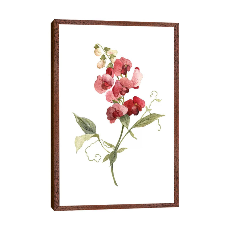 Scarlet Sweet Pea 1 Piece Painting on Canvas, 101.6 cm H x 66.04 cm W, Classic Wood Framed