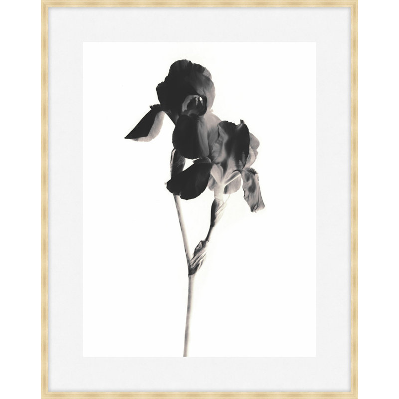 Flora Noir 4 Print by Studio L57 Narrative, 20.75" H x 17.75" W