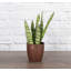 Live Zeylancia Snake Plant in Classic Pot-49662180