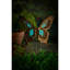 Jeu de jardin à papillon foncé