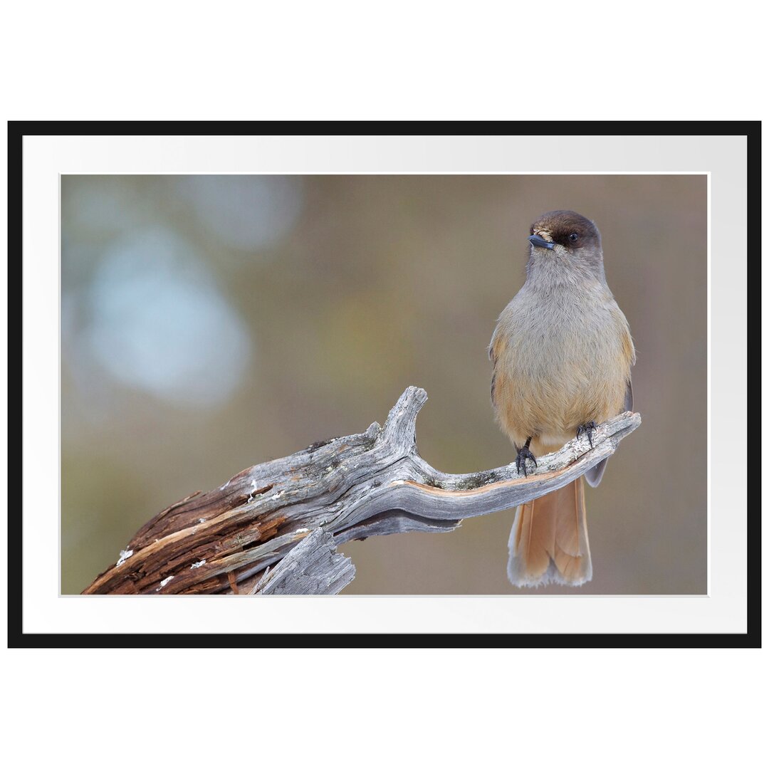 Gerahmtes Poster Kleiner Vogel auf Ast