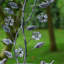Aloy Metal Hanging Tray Bird Feeder