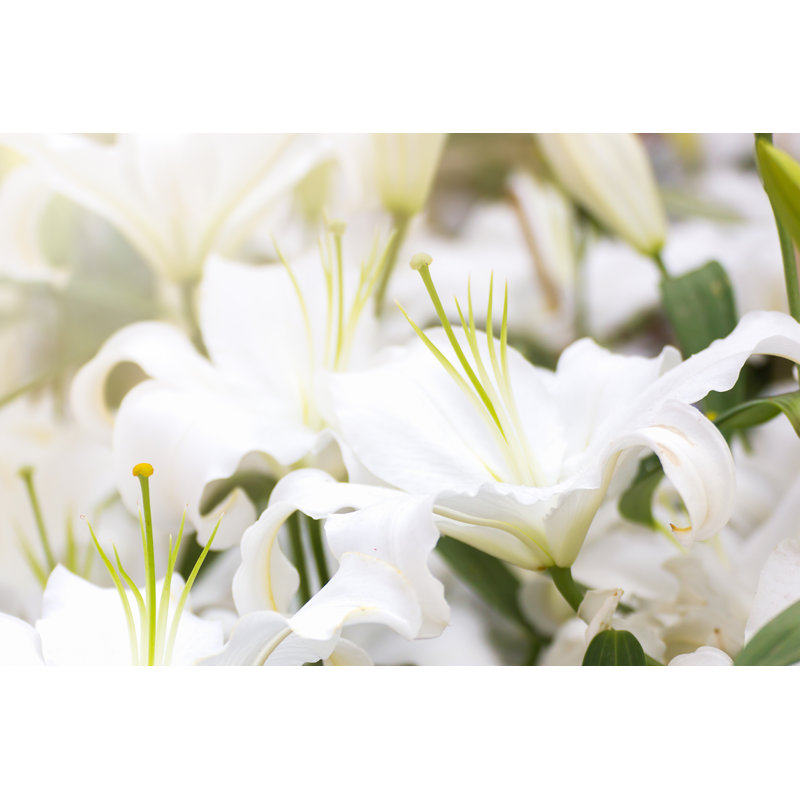 White Lily Flower In Garden by Chayapoll Tummakorn - Wrapped Canvas Print, 30cm H x 46cm W x 3.8cm D