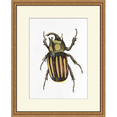 Gilded Beetle 5 Print by Lillian August
