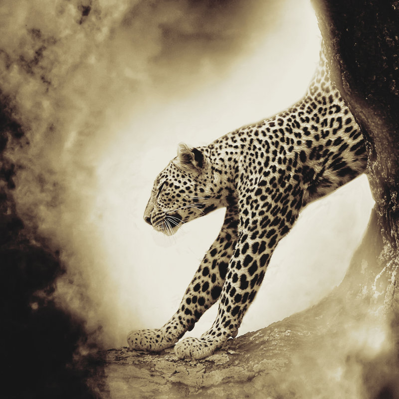 «Leopard Stretch to the Light» par Grotto Studios