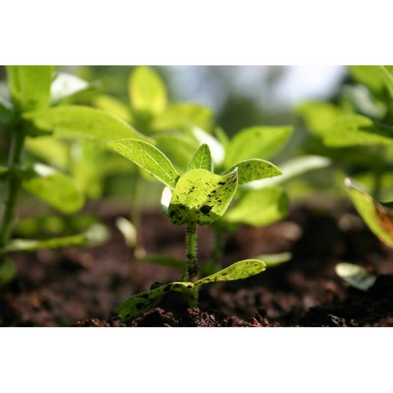 Seedling by NickleIckle - Wrapped Canvas Print, 30cm H x 46cm W x 3.8cm D