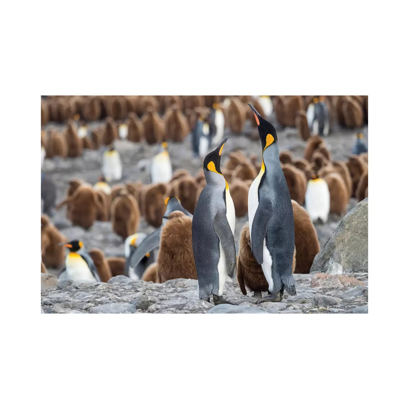 King Penguin Rookery In St. Andrews Bay. Feeding Behavior. South Georgia Island by Martin Zwick - Wrapped Canvas Print