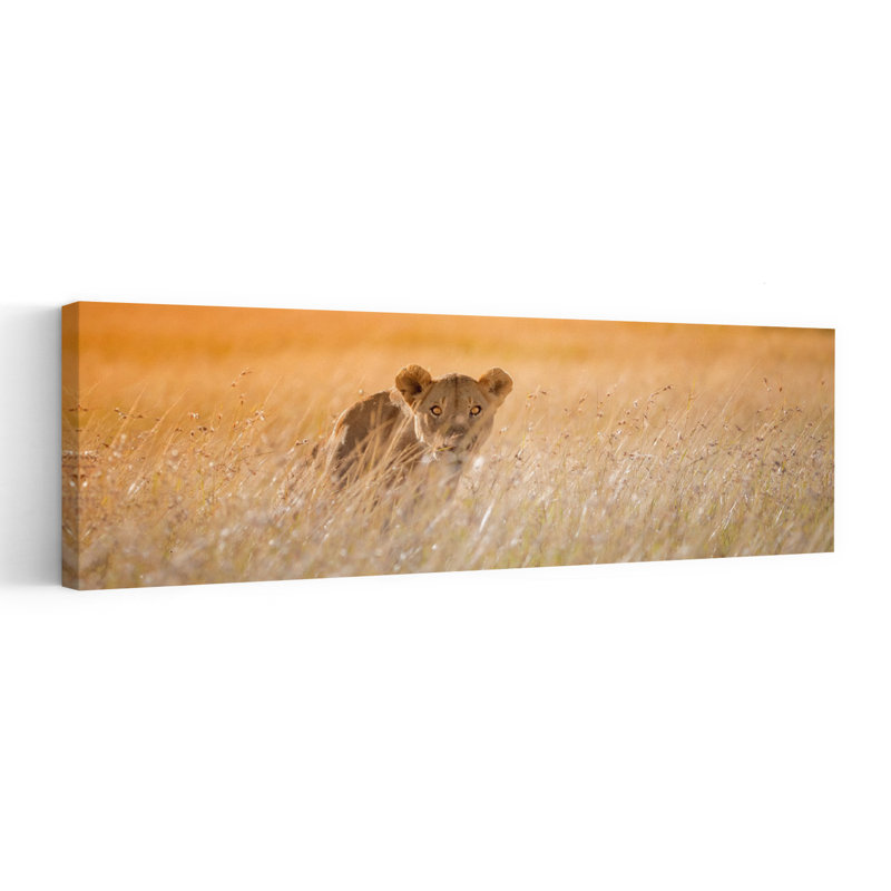 Golden Grass Lioness by Fion Wong - Wrapped Canvas Panoramic Print, 121.92 cm H x 40.64 cm W