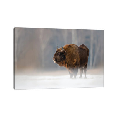 Bison II by Mateusz Piesiak - Wrapped Canvas Print