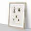 Beetle Illustrations PL.9 by Charles D'Orbigny Framed Print-55544054-55544055
