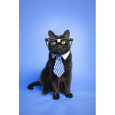 Smart Cat by Sdominick - No Frame Art Prints on Canvas