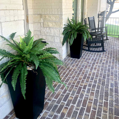 Fern Plant