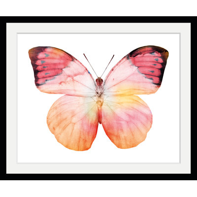 Butterfly - Single Picture Frame Print