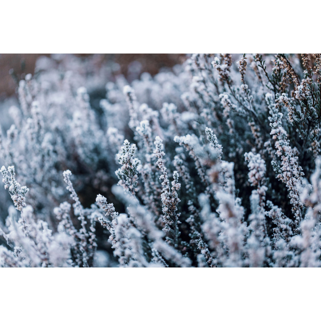 Winter Heather Background by Travel_Motion - Drucken