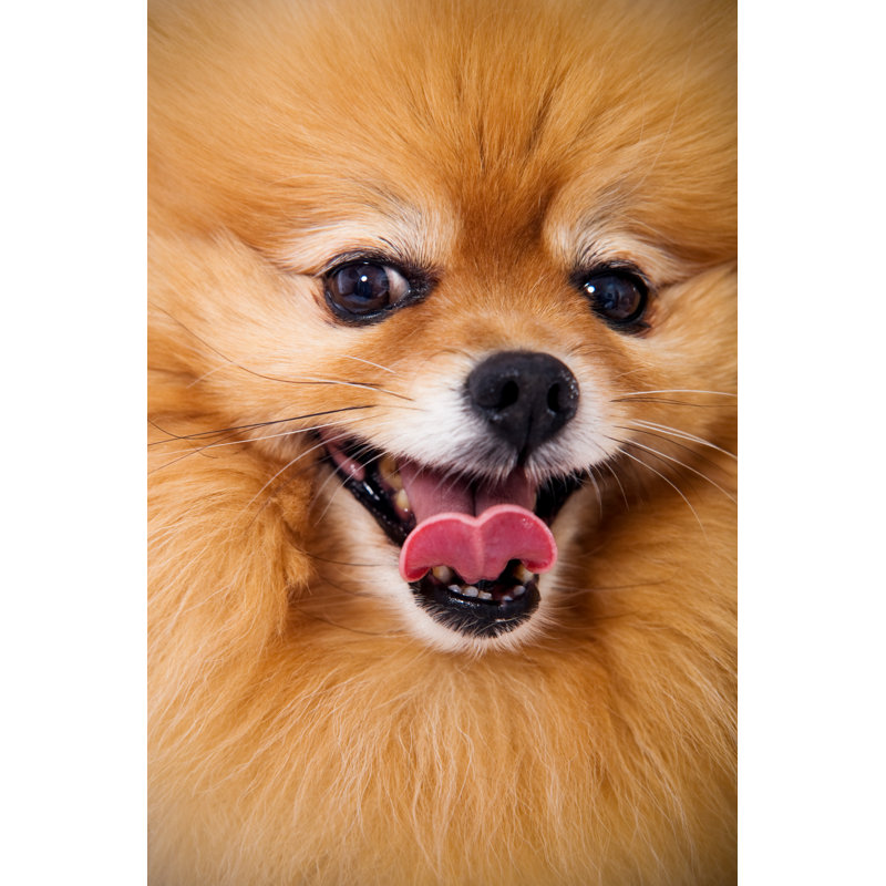 Adoreable Dog - Pomeranian Up Close by Snapphoto - No Frame Print on Canvas, 91cm H x 61cm W