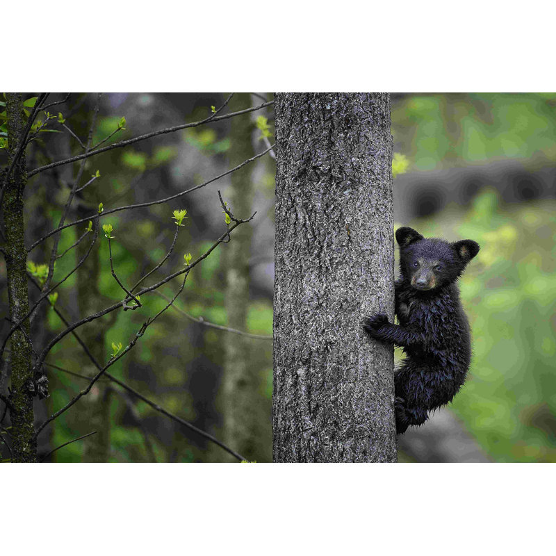 Bears At Play VI, L 18 po x H 12 po