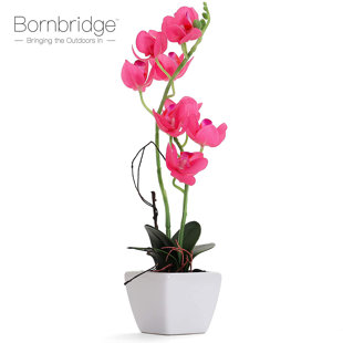 Faux Silk Orchid Arrangement in Vase (Set of 2)