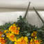 Marigold Bush-86340945