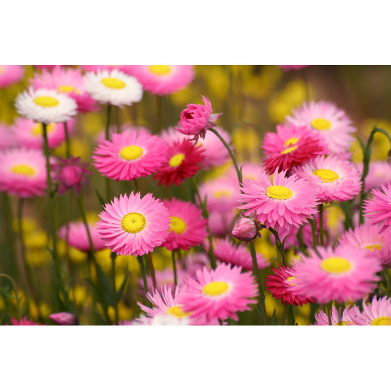 Wildflowers Field In Kings Park, Perth - Wrapped Canvas Print, 81cm H x 122cm W