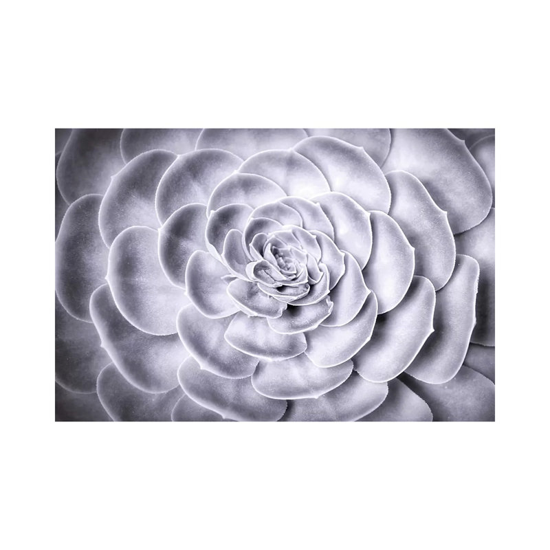 Succulent by MScottPhotography - Wrapped Canvas Gallery-Wrapped Canvas Giclée, 66.04 cm H x 45.72 cm W x 1.91 cm D