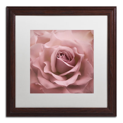 " Misty Rose Pink Rose " by Cora Niele
