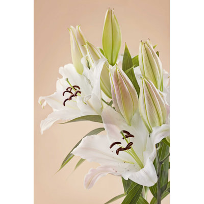 " White Lily Flowers " by Egal