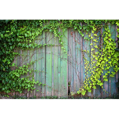 " Green Leaf On Wooden Fence "