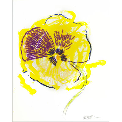 Pansy Print by Robert Robinson