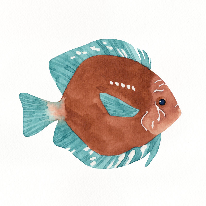 Discus Fish - Wrapped Canvas Art Prints, 30cm H x 30cm W 