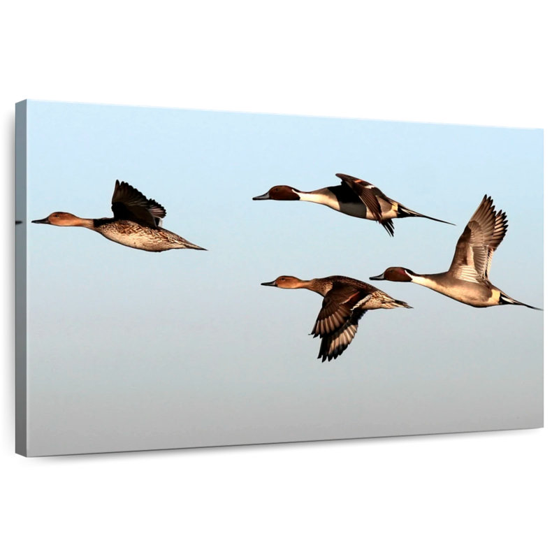 Brampt Pintail Ducks, 20" H x 30" W