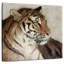 Tigre de Brampt-109359089
