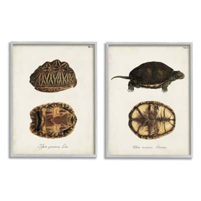 " Study Of Antique Turtles Shells Latin Script " 2 - Pieces