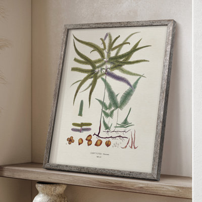 Botanical Society Ferns VIII, reproduction encadrée - bois massif