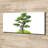 Bonsai Tree - Wrapped Canvas Print
