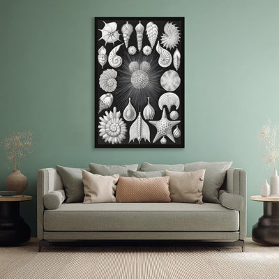 Scientific Marine Microorganisms Plankton Black Framed Canvas Art 24“x36”