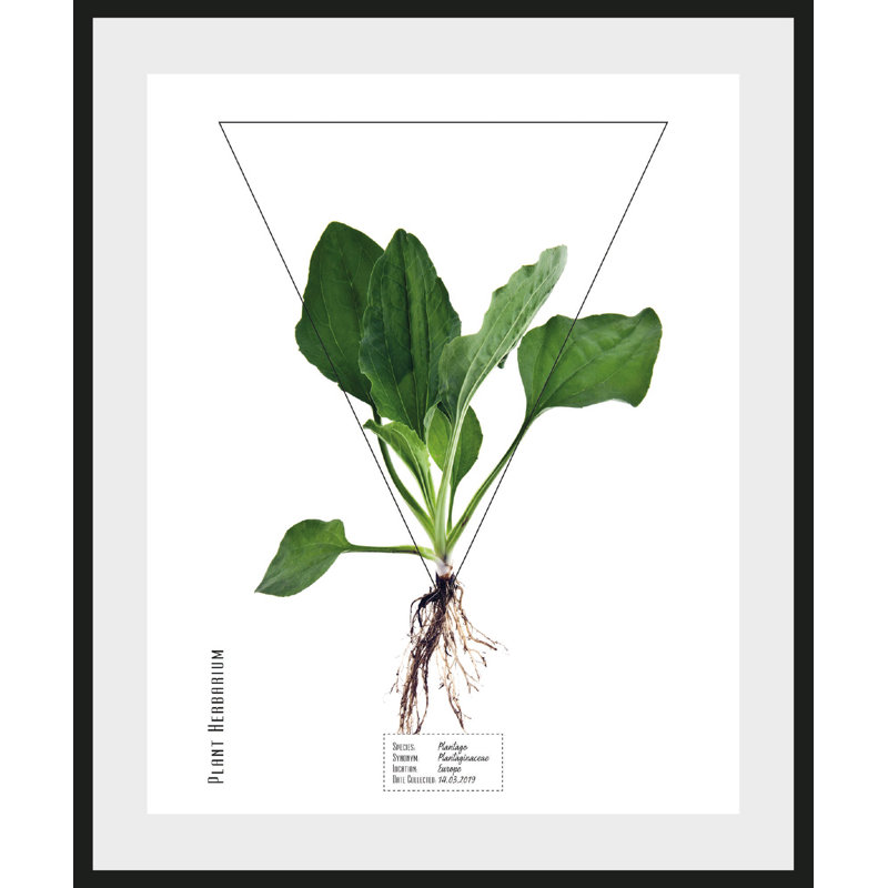 Plant - Single Picture Frame Print