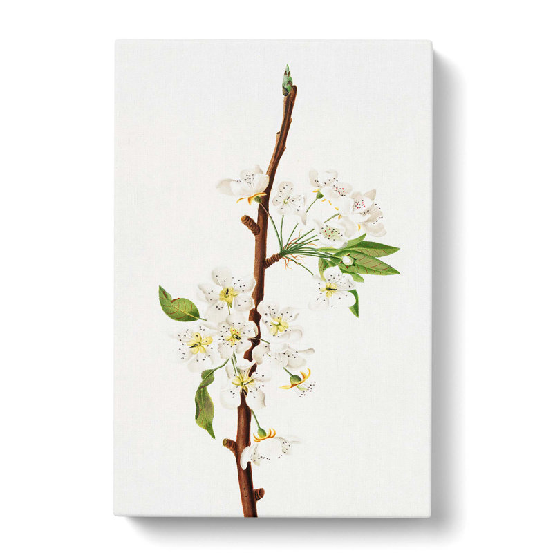 Musky Pear Tree Flowers - Wrapped Canvas Painting, 76cm H x 50cm W, White/Brown/Green