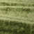 Deep Fern
