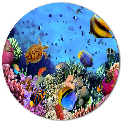«Coral Colony on Reef Égypte», impression
