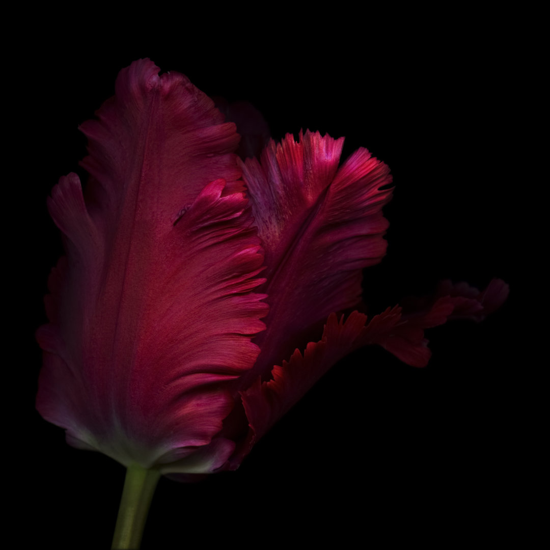 Papagei Tulpe von OGphoto - Druck