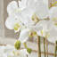 Conservatory Orchid Drop-In-1554782236