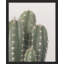 «Cactus Succulent Southwest Texas Mexico Saguaro» sur papier-98266325-98266326