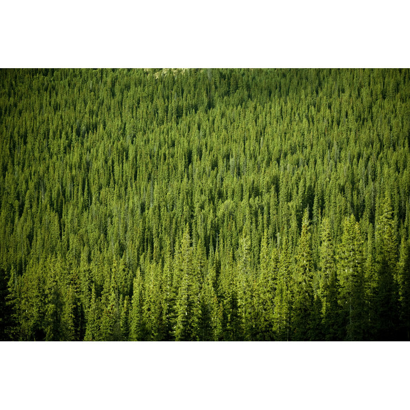 Fond de forêt par Pgiam, H 8 po x l 12 po