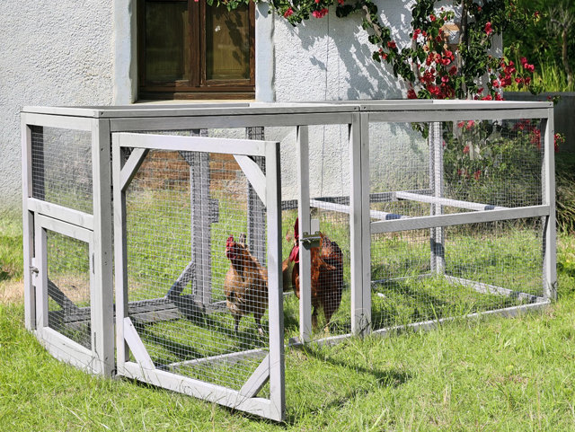 Two chickens inside of a wire and wood chicken coop.