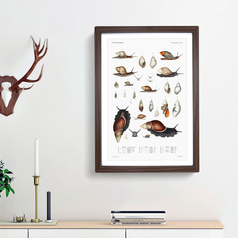 Snails & Shells by A.A. Gould - Picture Frame Art Prints, Walnut Framed, 36cm H x 27cm W x 2cm D