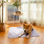 Tapis de dressage lavable anti-fuites super absorbant pour chien et chats 31,5 x 35,4 po-131216658