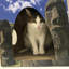 Habitation pour chat Conchetta